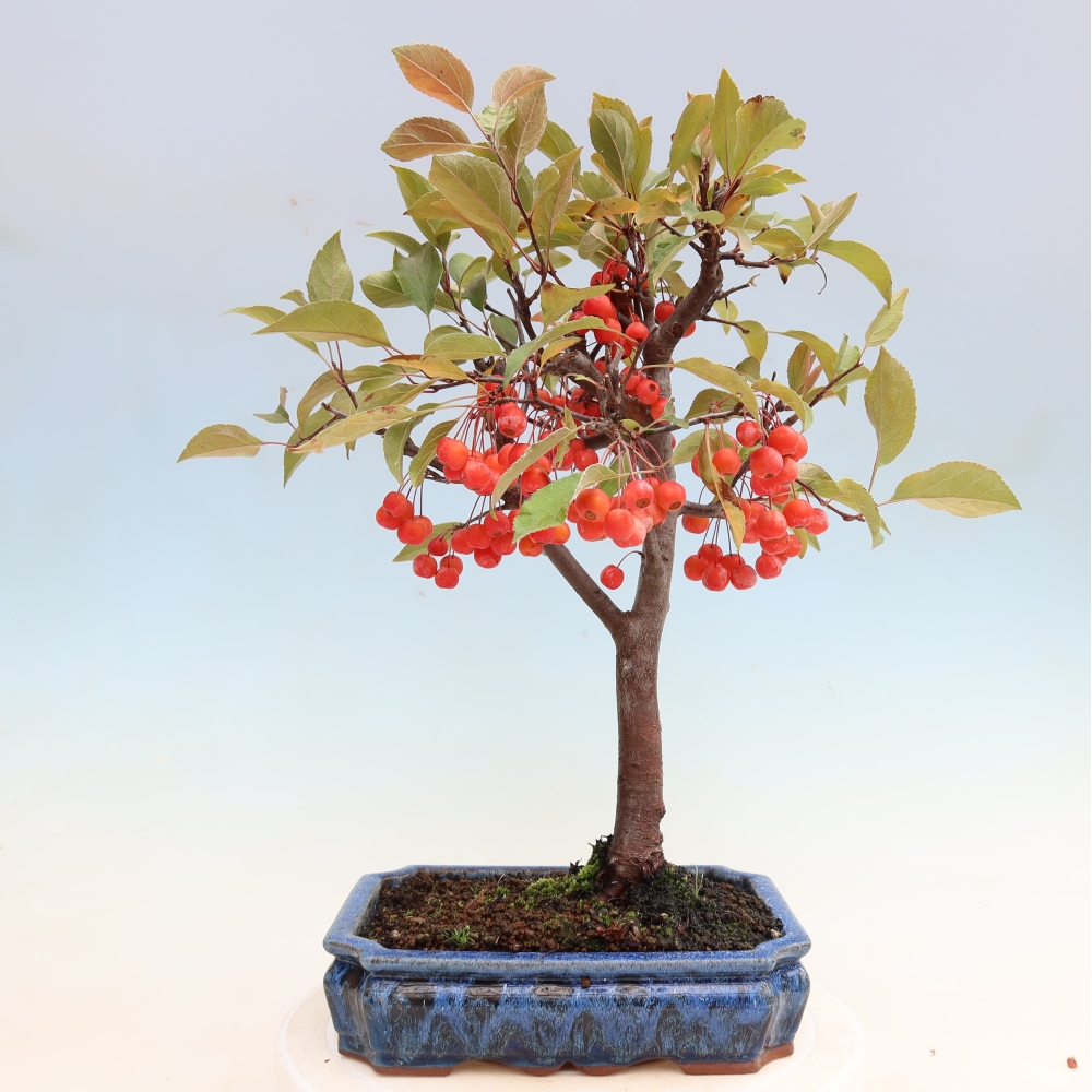 Outdoor bonsai -Malus domestica - Small-fruited red-leaved apple tree