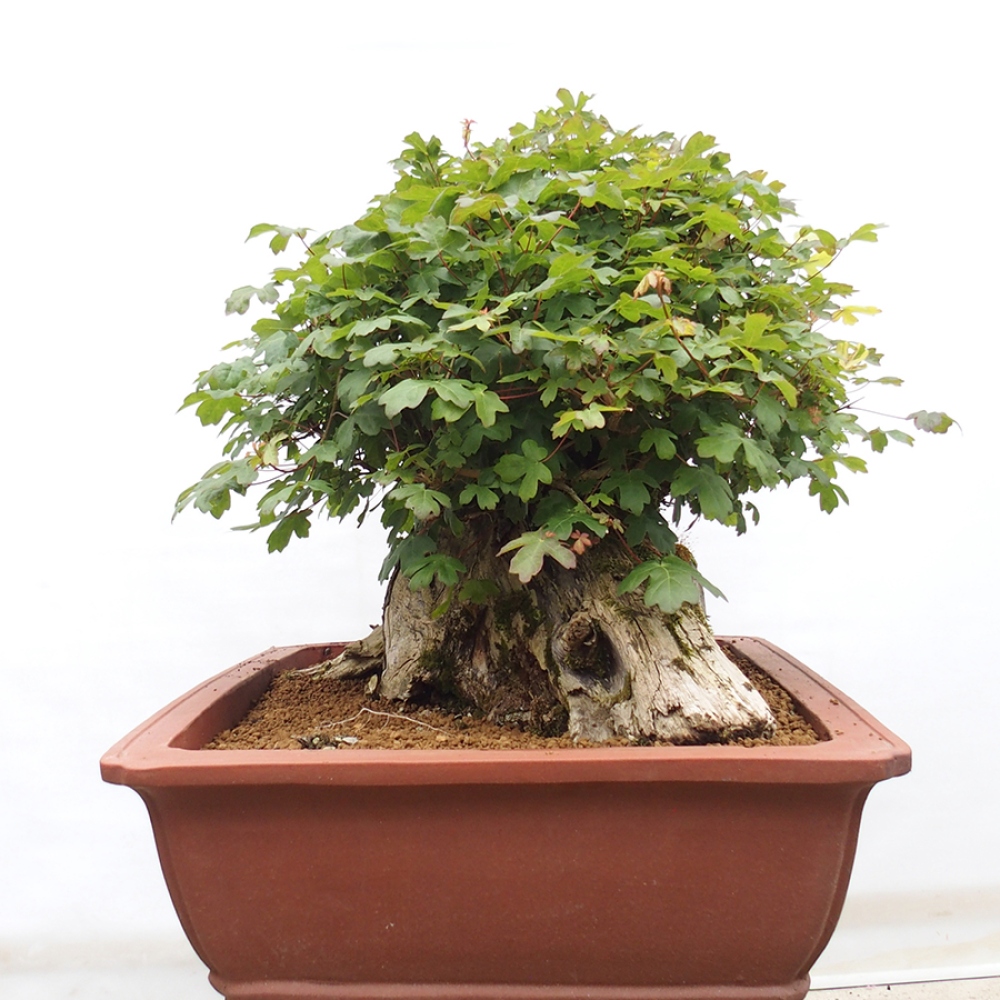 Outdoor bonsai - French Maple - Acer Nonspessulanum