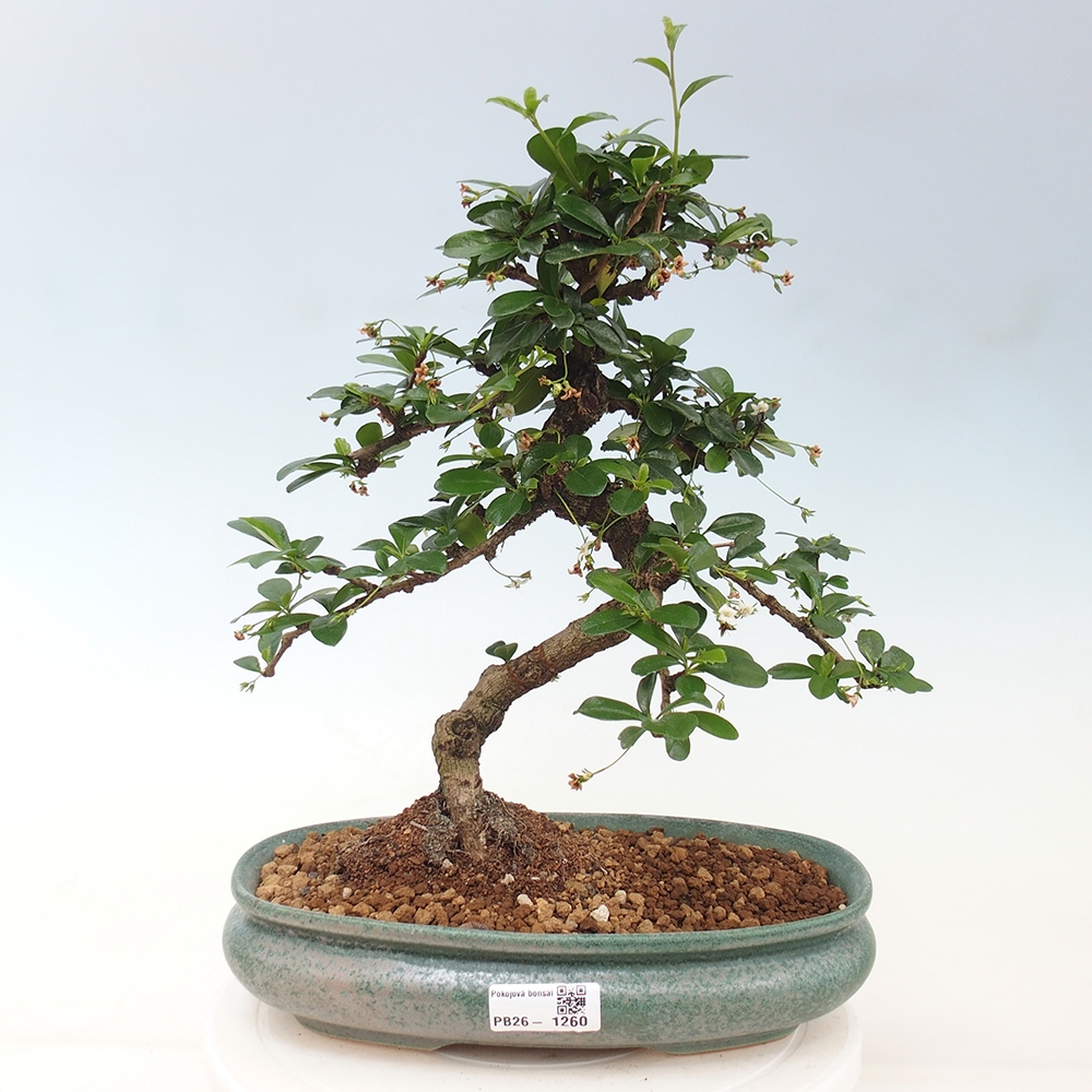 Room bonsai - Carmona macrophylla - Tea fuki