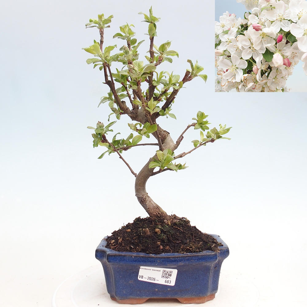 Outdoor bonsai -Malus halliana - Small-fruited apple tree
