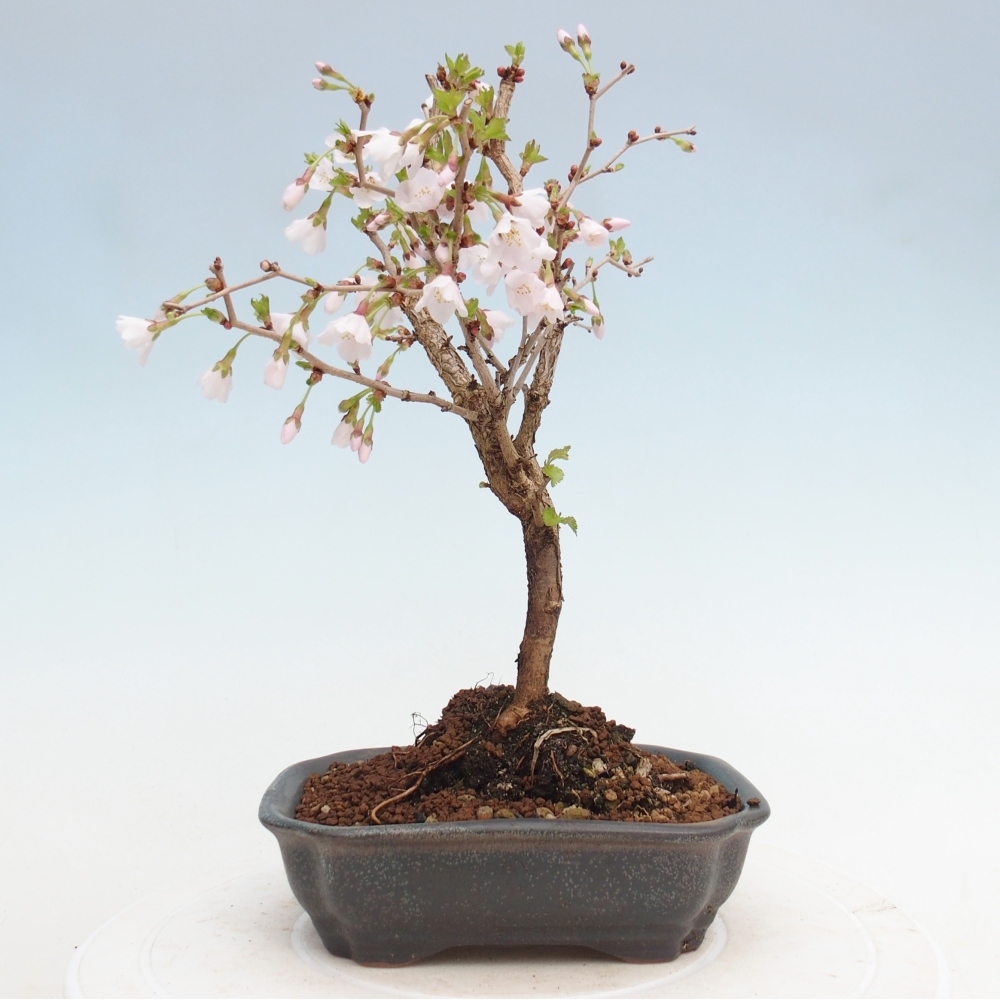 Outdoor bonsai - Prunus incisa Kojou-no mai-Plivon cut out