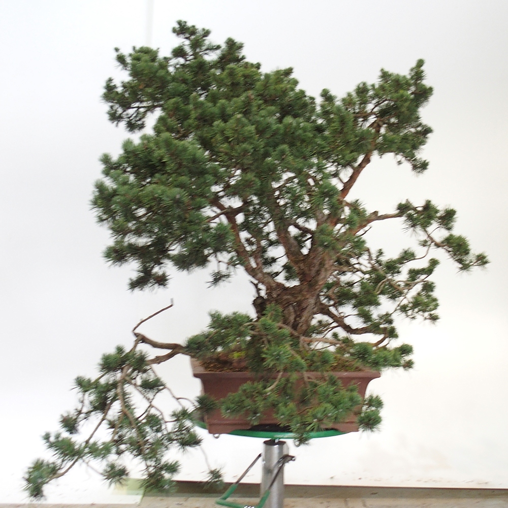 Yamadori - Pinus sylvestris Spain