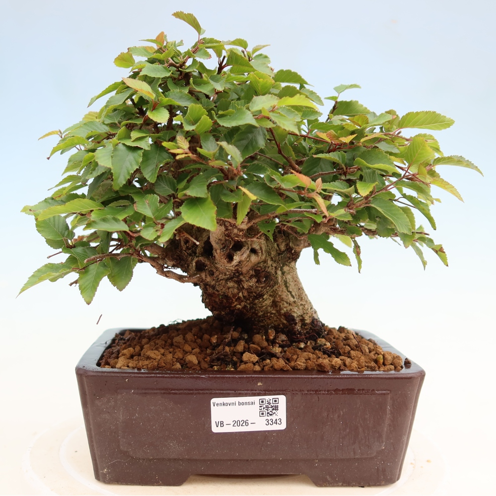 Outdoor bonsai -Carpinus coreana - Korean Hornbeam