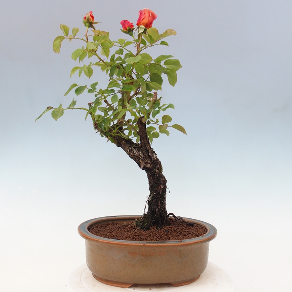 Outdoor bonsai - Rosa Kordes -  rose