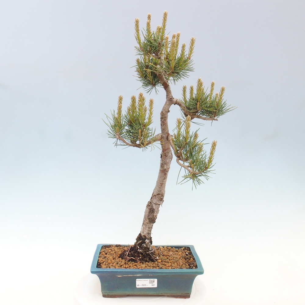 Outdoor bonsai - Pinus Sylvestris - Scots pine