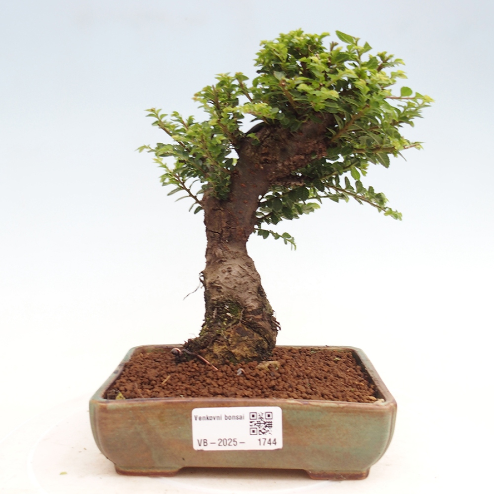 Outdoor bonsai - Ulmus parvifolia Hokkaido - Chinese elm