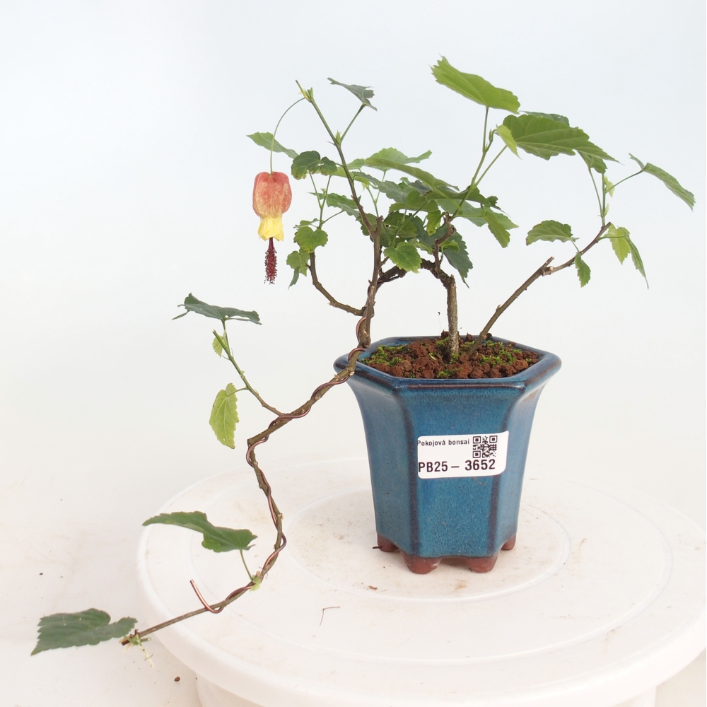 Indoor bonsai - Abutilon Big Bell - Cloudberry