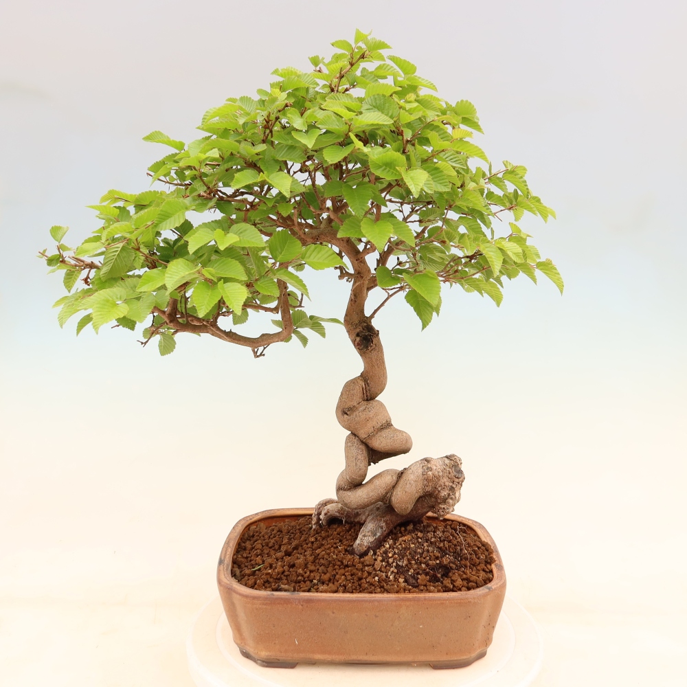Outdoor bonsai -Carpinus coreana - Korean Hornbeam