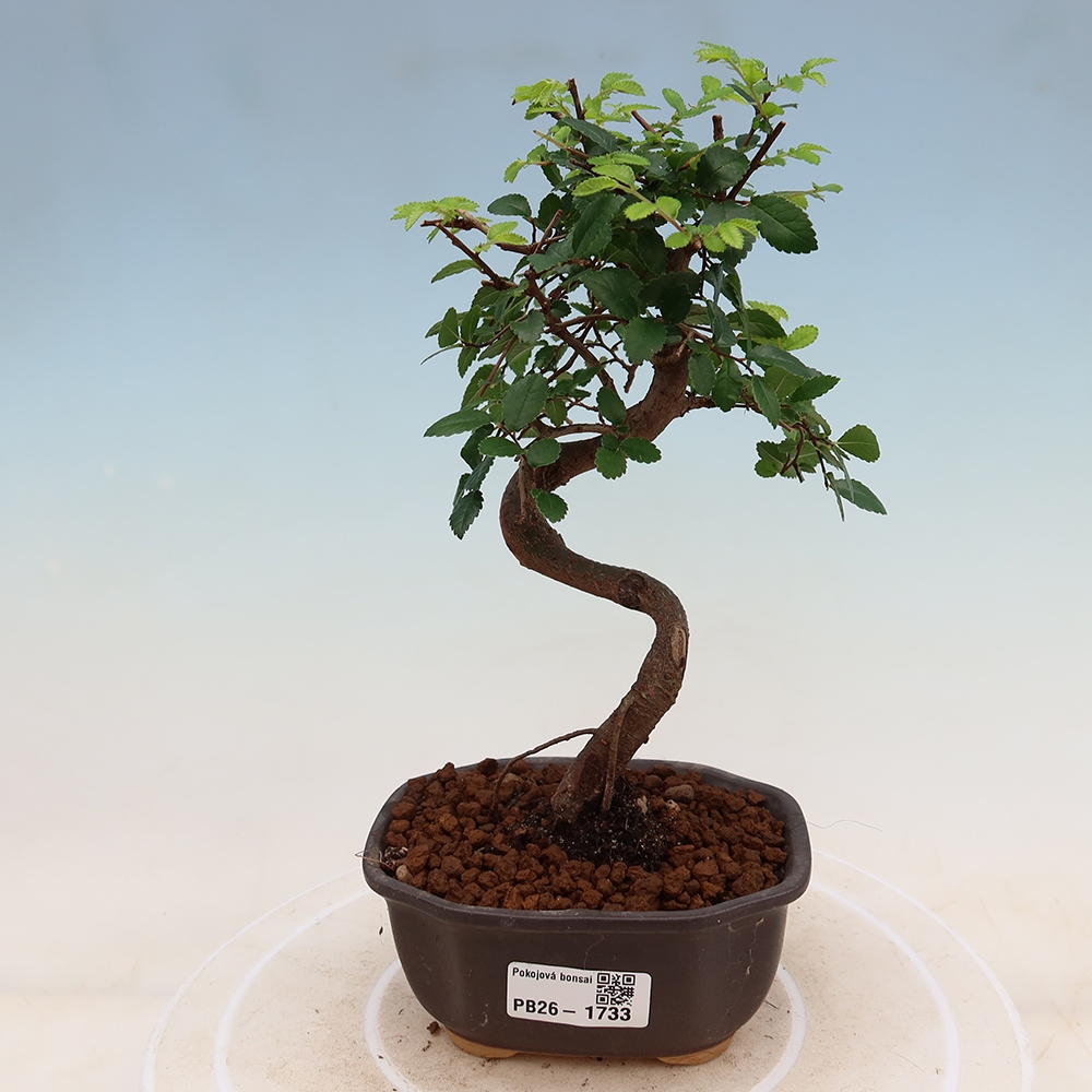 Room bonsai - Ulmus parvifolia - Small-leaved elm