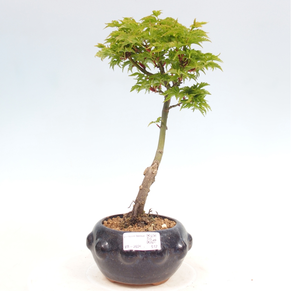 Outdoor bonsai -Javor small-leaved SHISHIGASHIRA