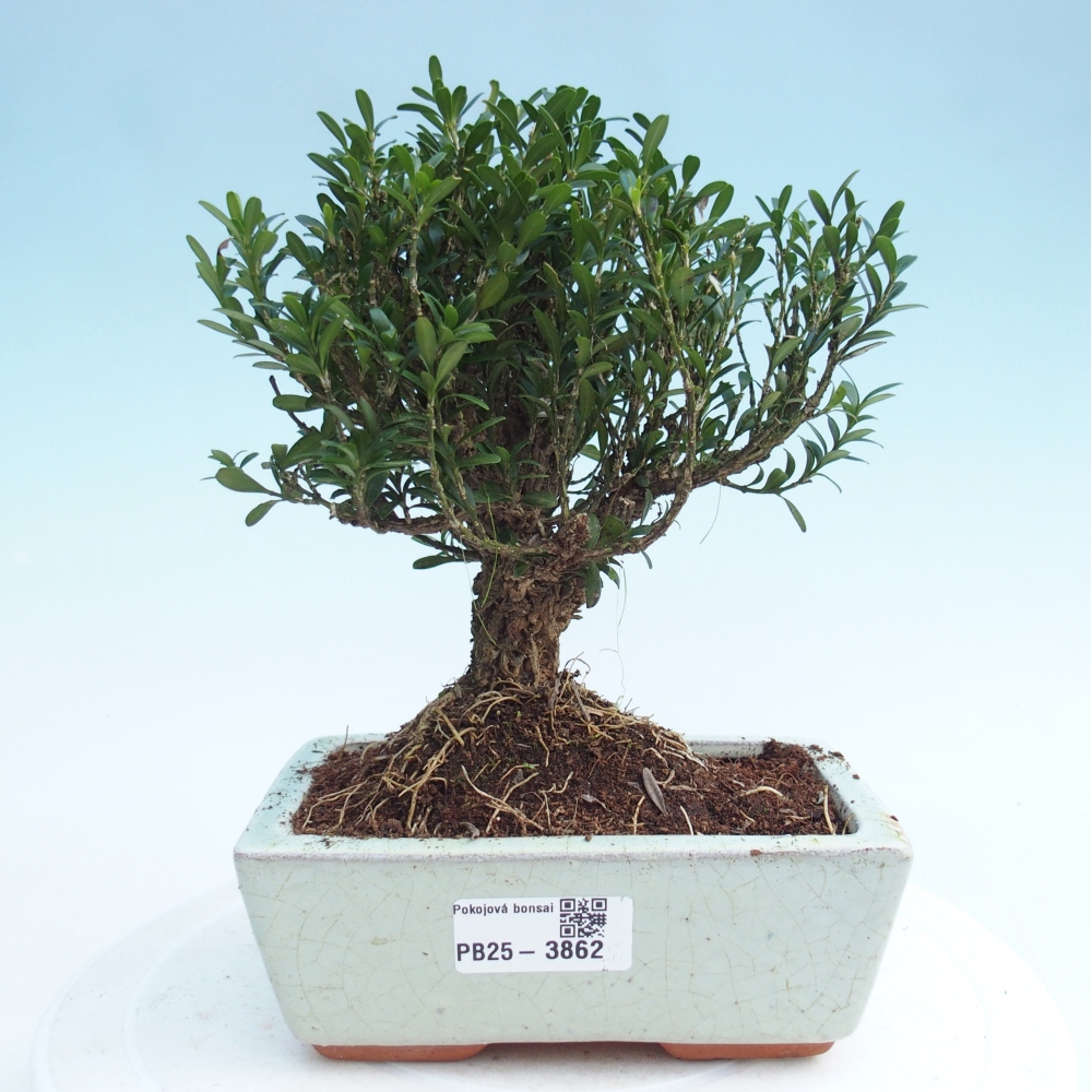 Room bonsai - Buxus harlandii - cork buxus