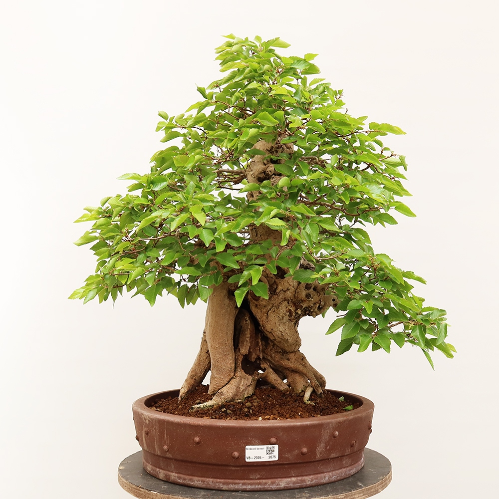 Outdoor bonsai - Carpinus Coreana - Korean hornbeam