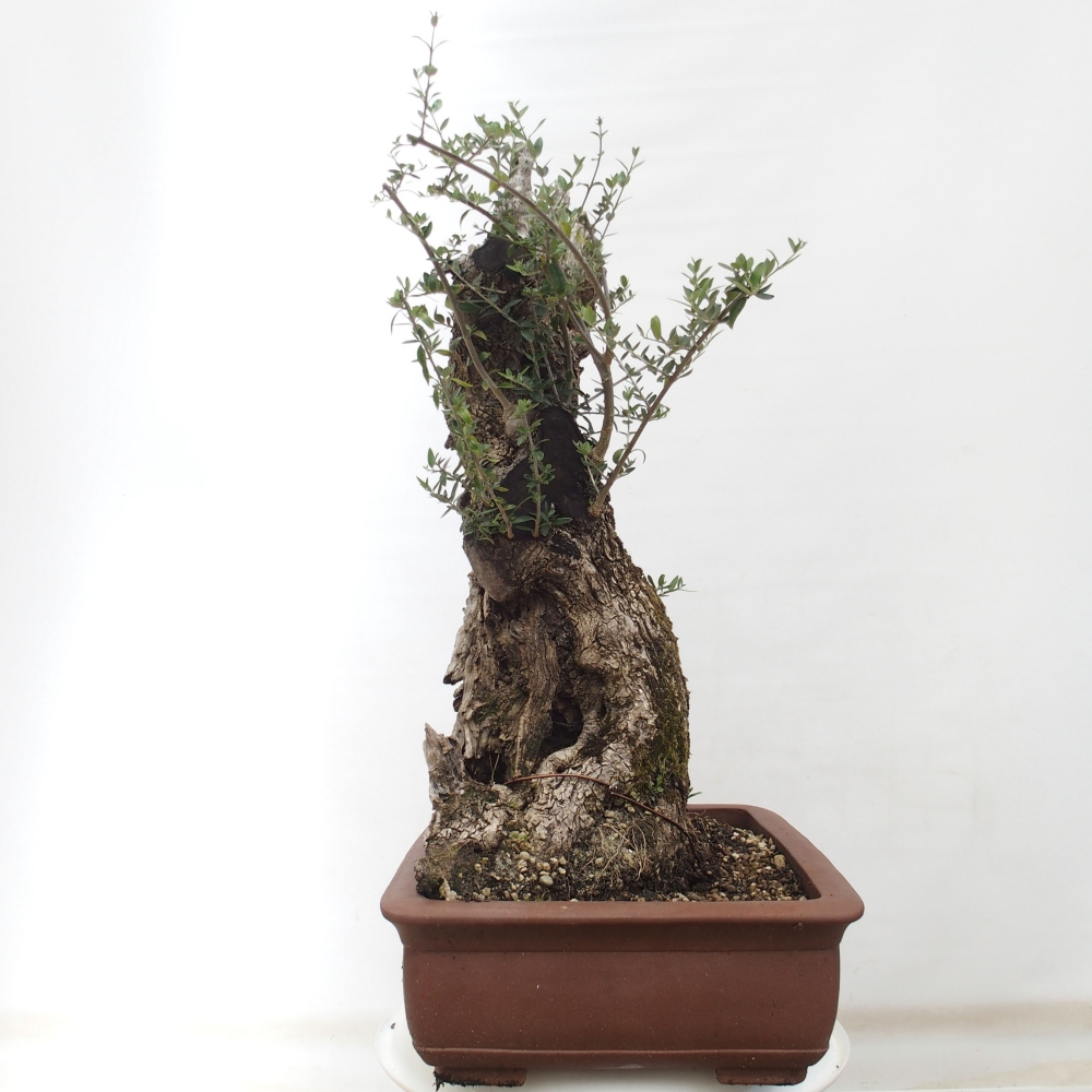 Indoor bonsai - Olea europaea sylvestris - European small-leaved olive oil