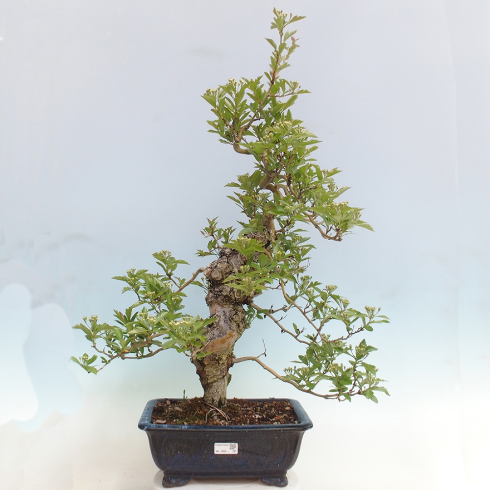 Outdoor bonsai - Hawthorn - Crataegus cuneata