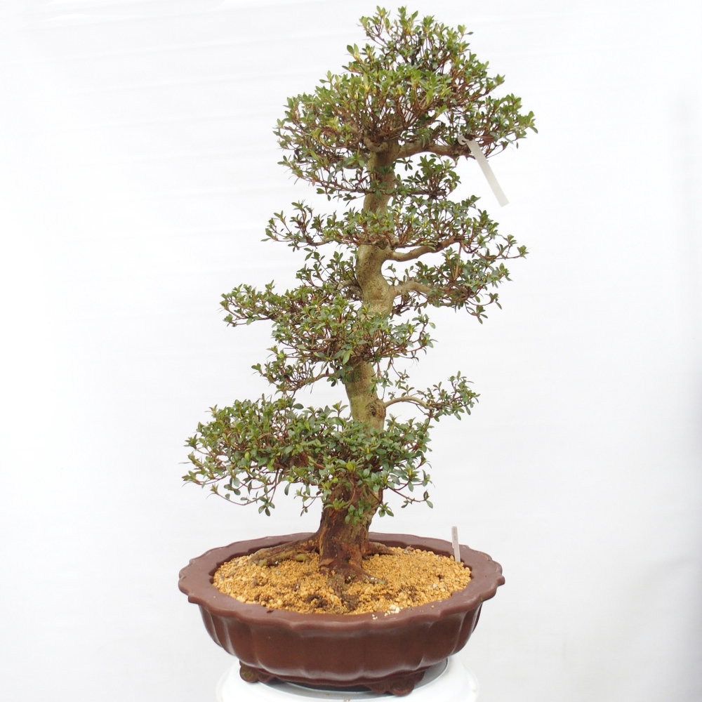 Outdoor bonsai - Japanese Azalea - Azalea Shikou