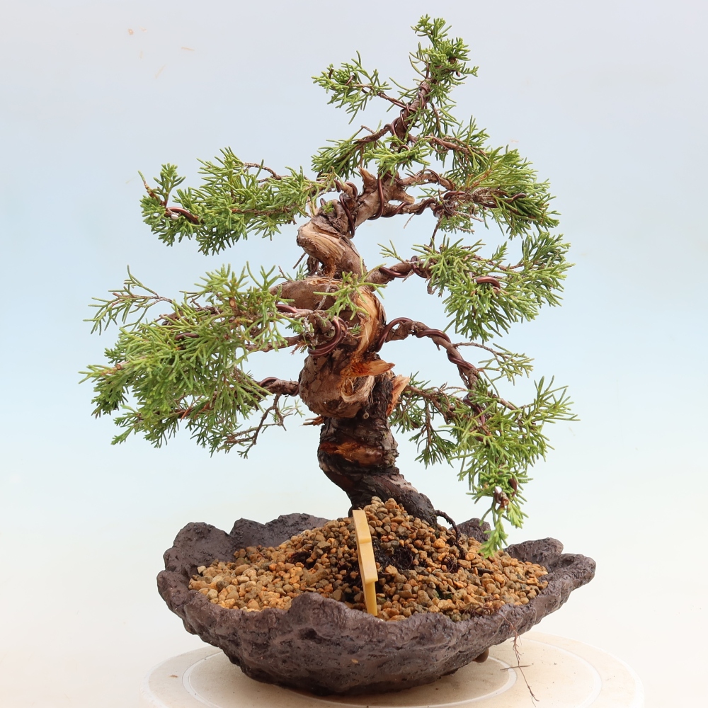Outdoor Bonsai - Juniperus chinensis Itoigawa - Chinese Juniper