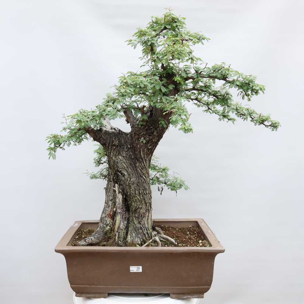 Indoor Bonsai - Acacia Arabica