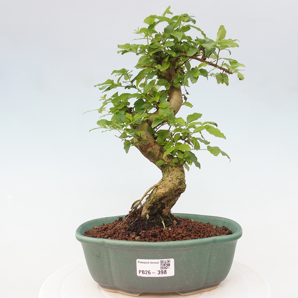 Room bonsai -Ligustrum chinensis - Birds Beak