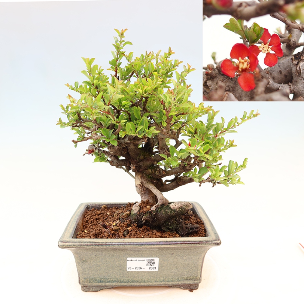 Outdoor bonsai - Chaneomeles speciosa Chojubai
