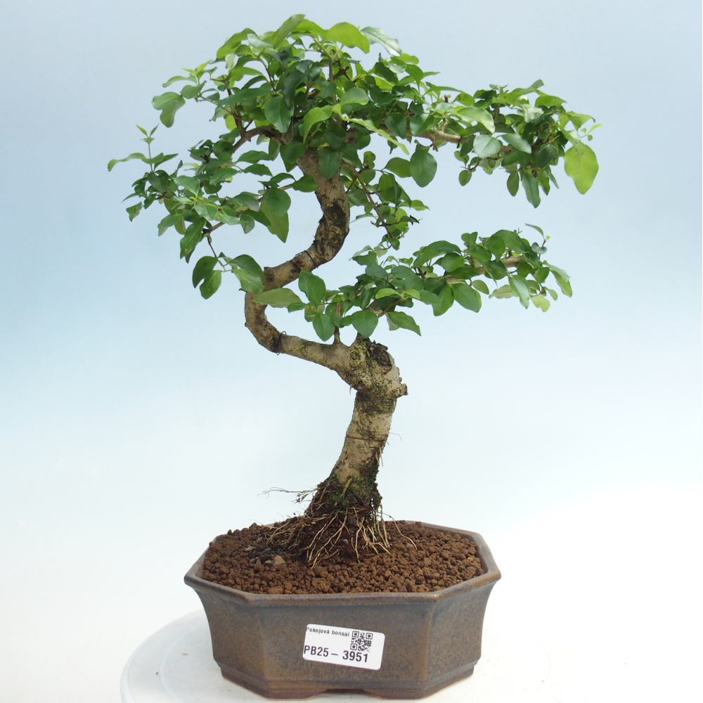 Room bonsai -Ligustrum chinensis - Birds Beak