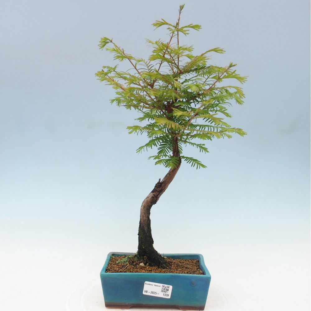 Outdoor bonsai - Metasequoia glyptostroboides - Chinese Metasequoia