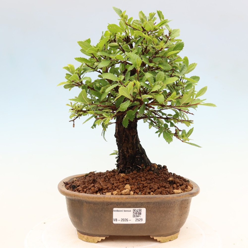 Outdoor bonsai - Zelkova - Zelkova NIRE