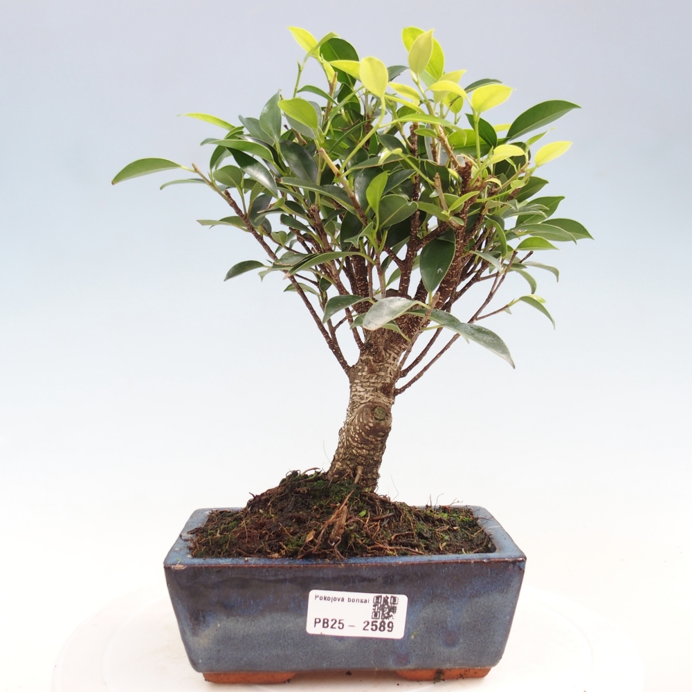 Indoor bonsai - Ficus retusa - small-leaved ficus