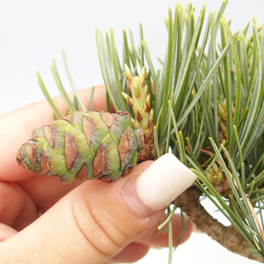 Outdoor bonsai - Pinus parviflora - Pinus parviflora