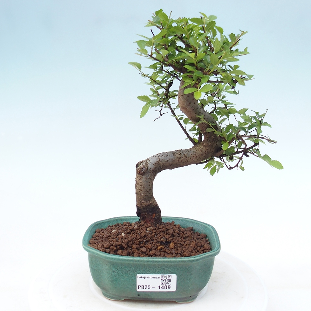 Room Malolistý elm bonsai