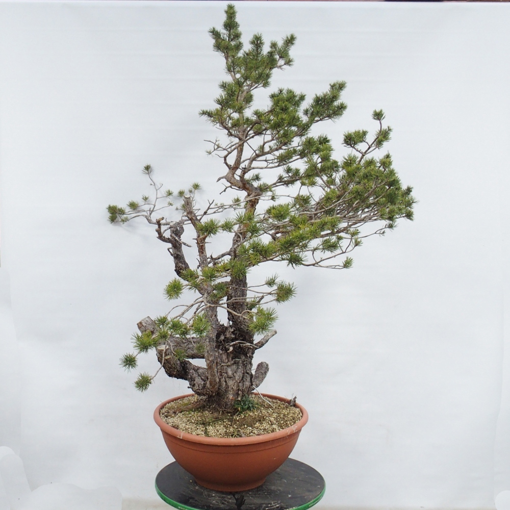 Yamadori - Pinus sylvestris Spain