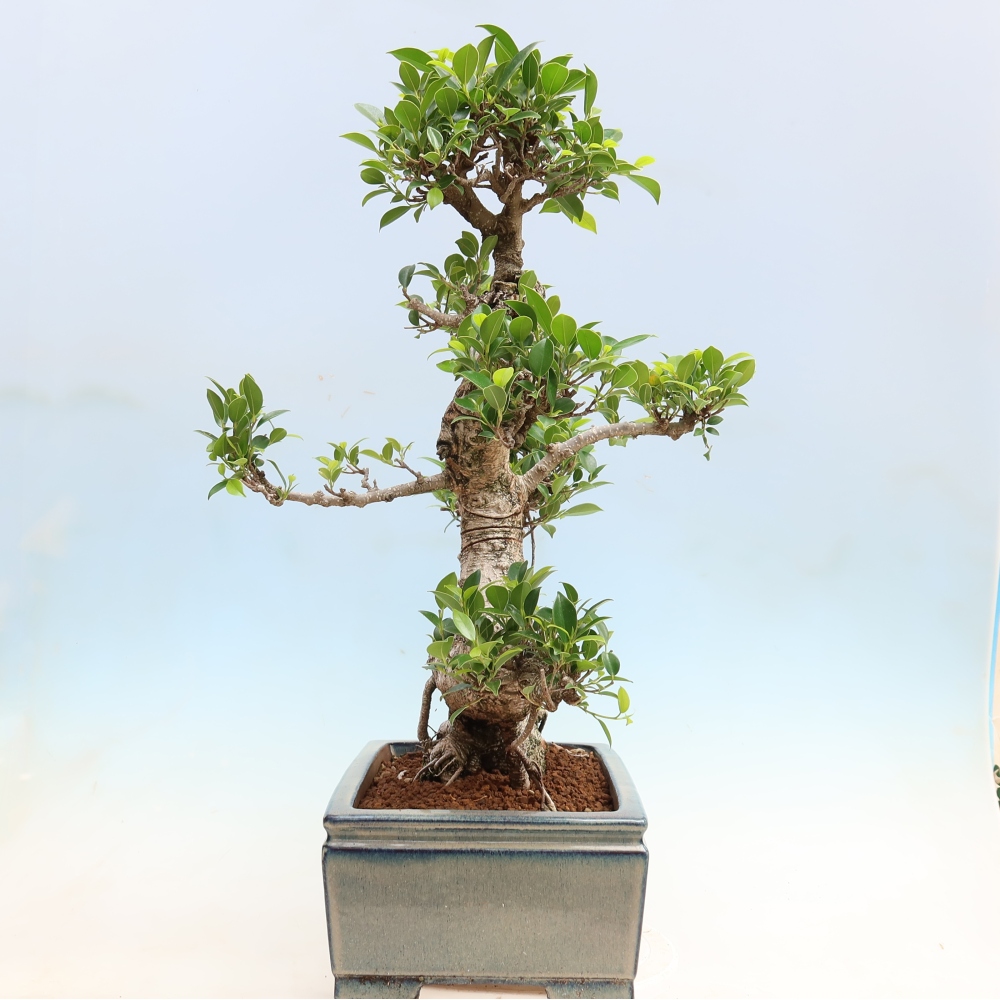 Room bonsai - Ficus kimmen - small-leaved ficus