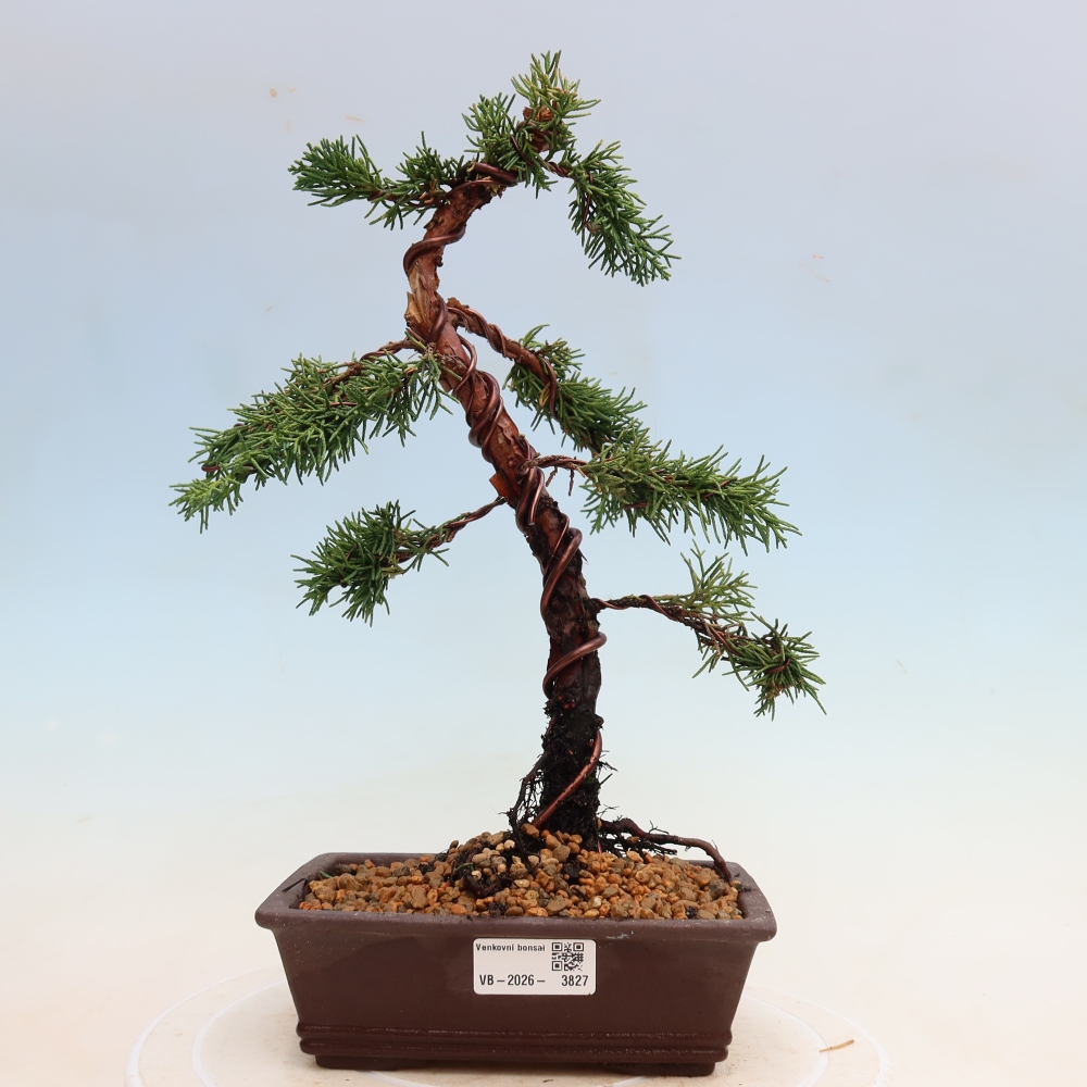 Outdoor bonsai - Juniperus chinensis Kishu