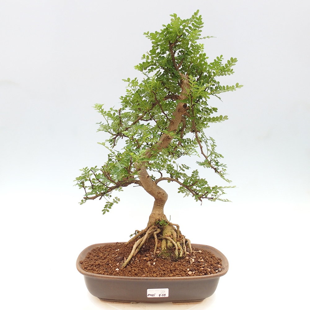 Indoor bonsai - Zantoxylum piperitum - Peppermint
