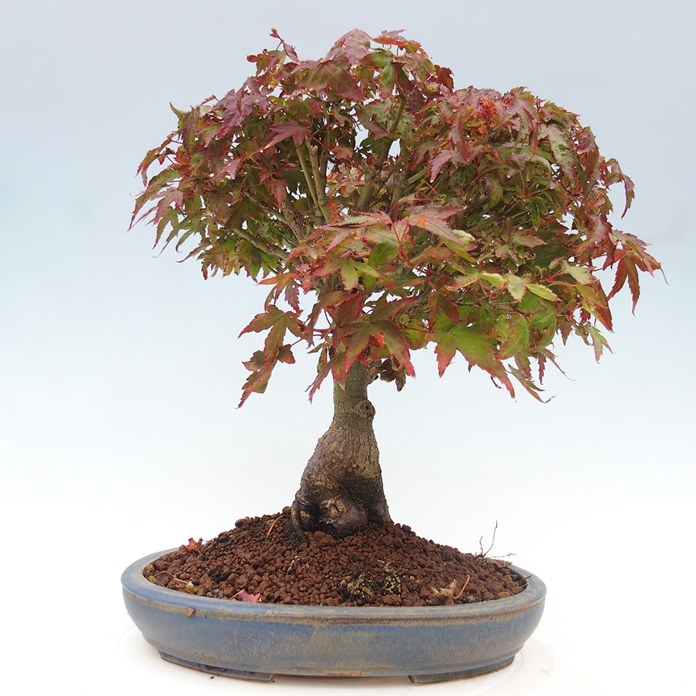 Acer palmatum KIOHIME - Palmetto maple