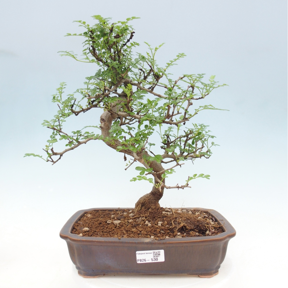 Room bonsai - Zantoxylum piperitum - pepper tree