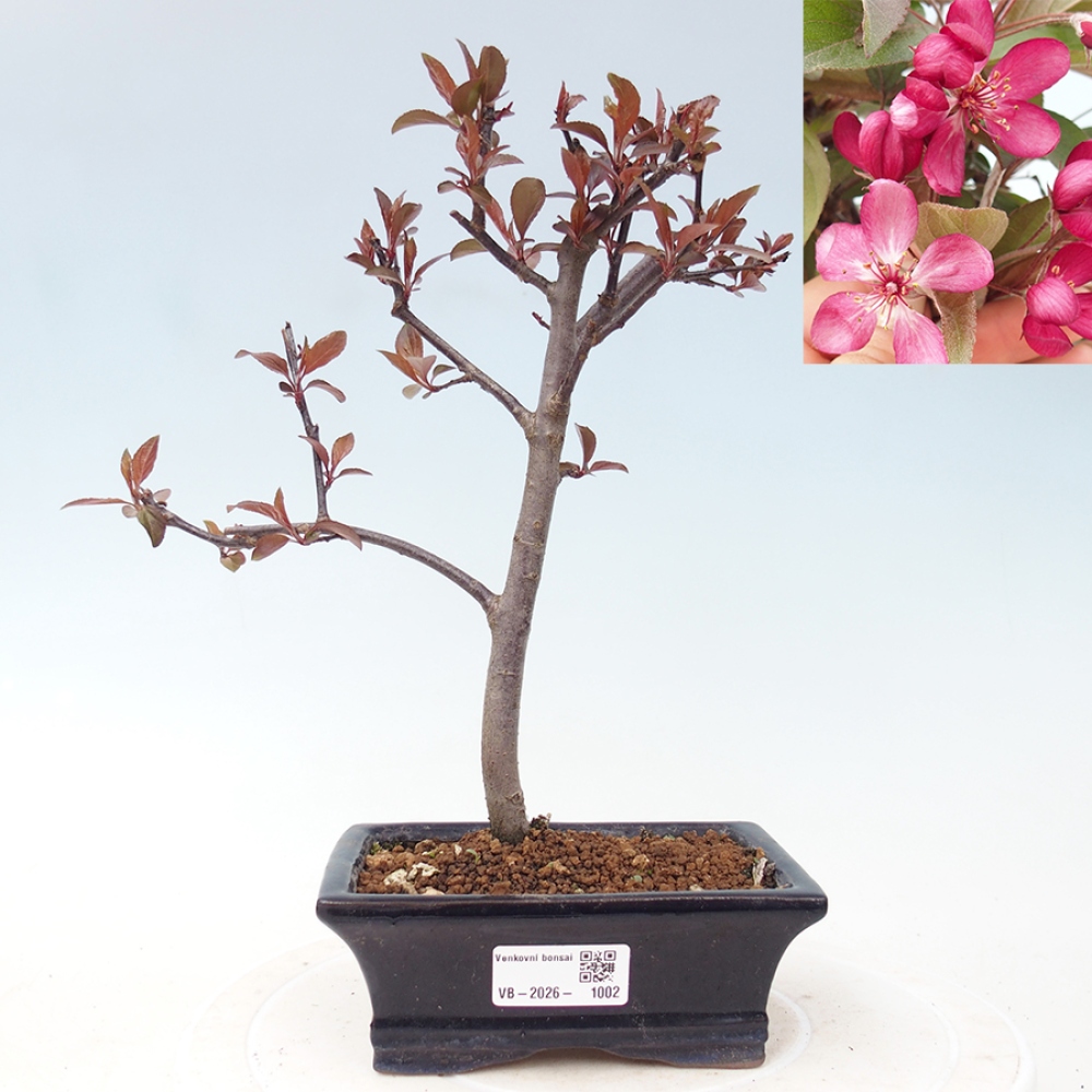 Outdoor bonsai -Malus domestica - Small-fruited red-leaved apple tree