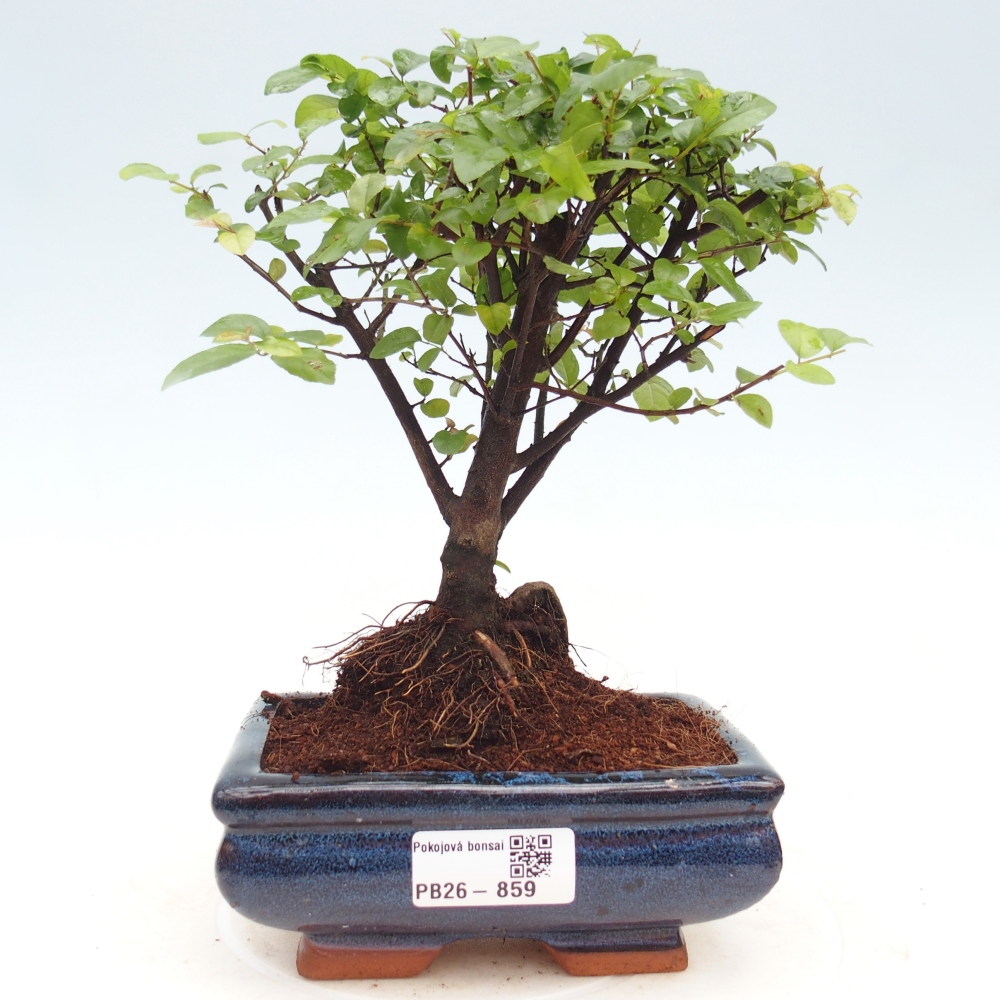 Room bonsai - Sageretia thea - Sageretia thea