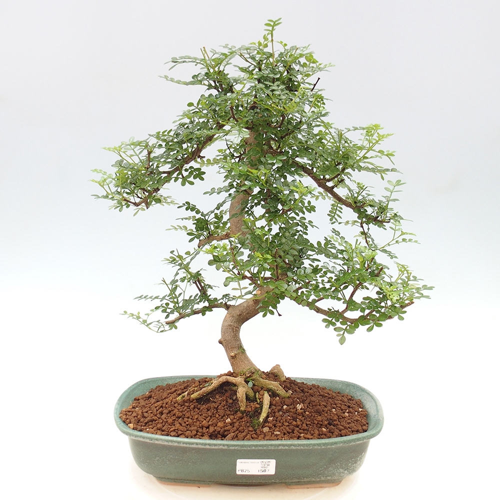 Indoor bonsai - Zantoxylum piperitum - Peppermint