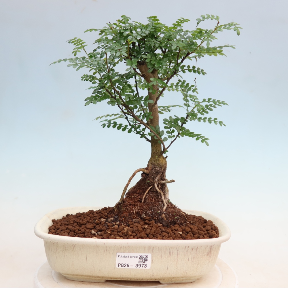 Room bonsai - Zantoxylum piperitum - pepper tree