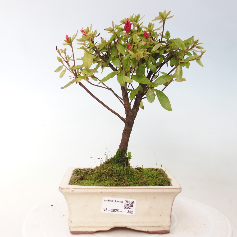 Outdoor bonsai - Japanese azalea - Azalea sp.