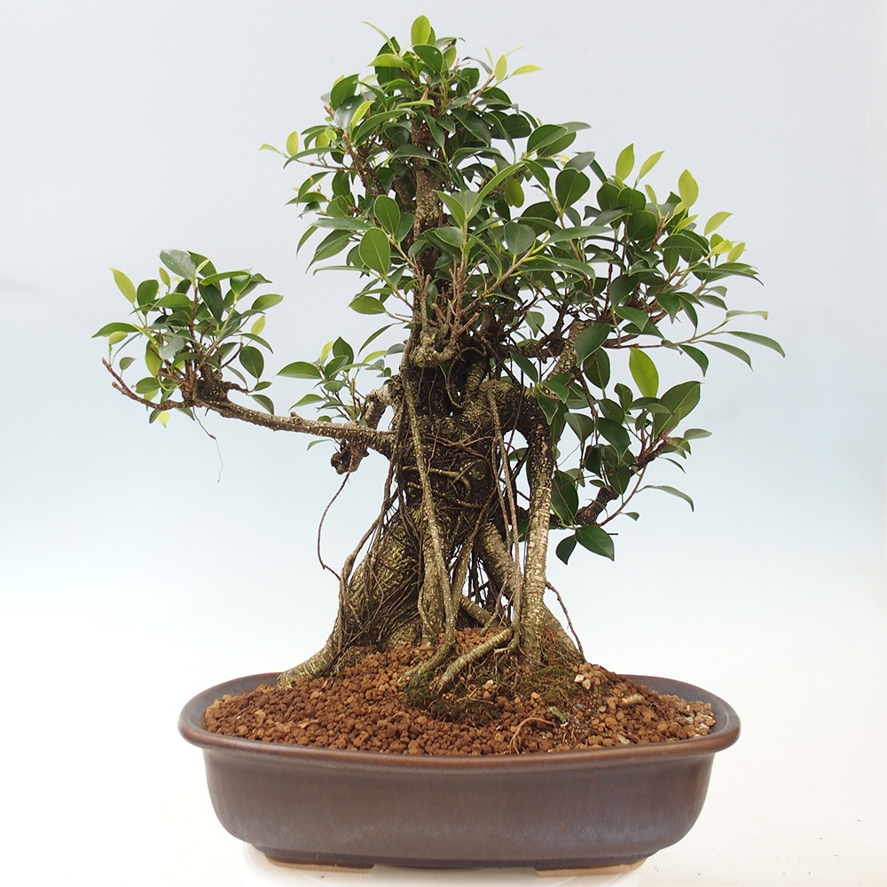 Room bonsai - Ficus kimmen - small-leaved ficus - PERSONAL COLLECTION ONLY or pallet transport