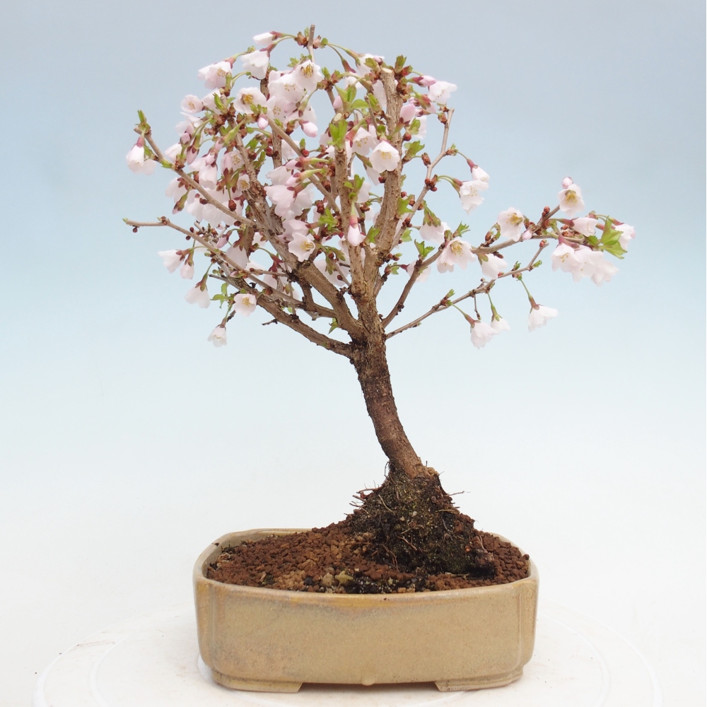 Outdoor bonsai - Prunus incisa Kojou-no mai-Plivon cut out