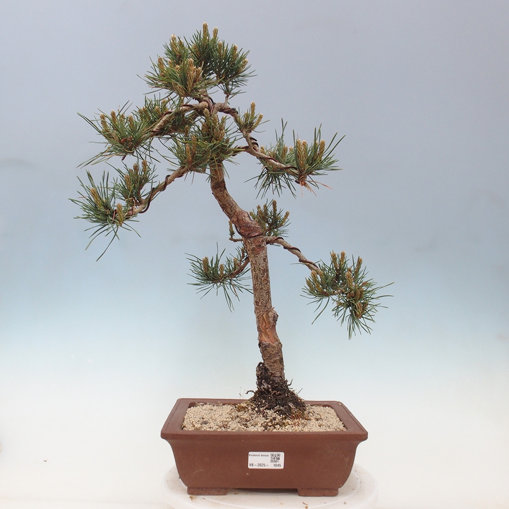 Outdoor bonsai - Pinus Sylvestris - Scots pine