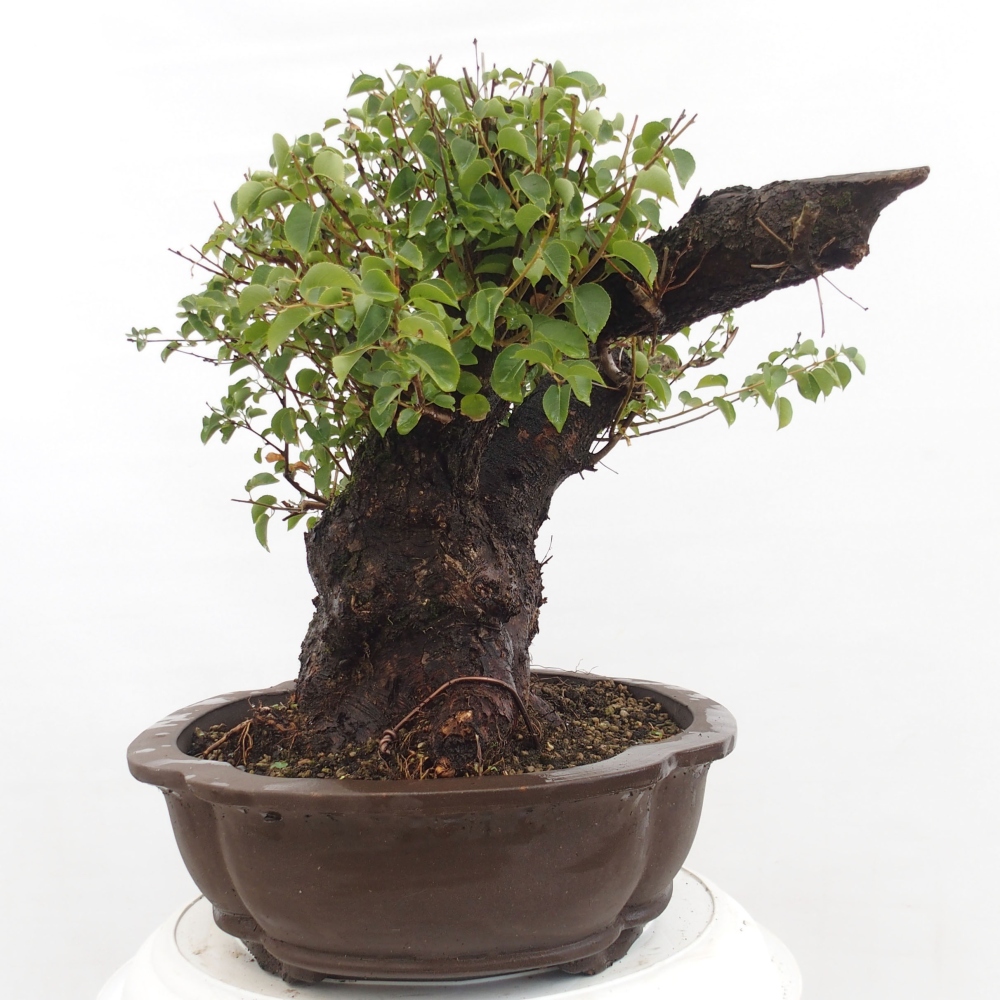 Outdoor bonsai - Mahalebka - Prunus mahaleb