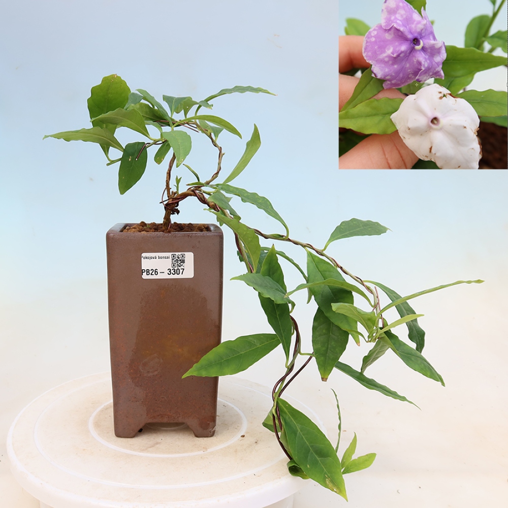 Indoor Bonsai - Costa Jasmine - Brunfelsia
