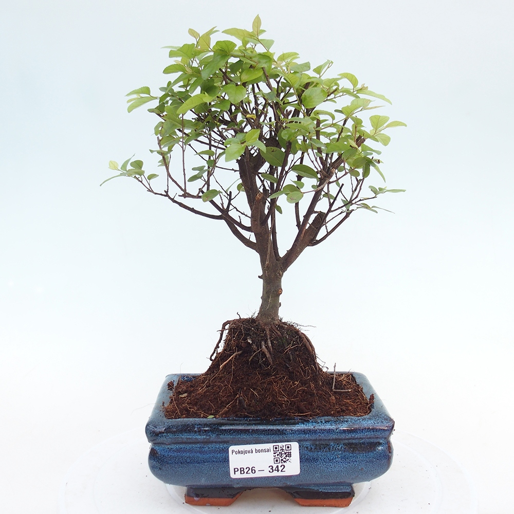 Room bonsai - Sageretia thea - Sageretia thea