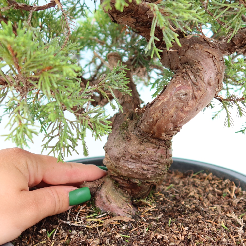 Outdoor Bonsai - Juniperus chinensis Itoigawa - Chinese Juniper