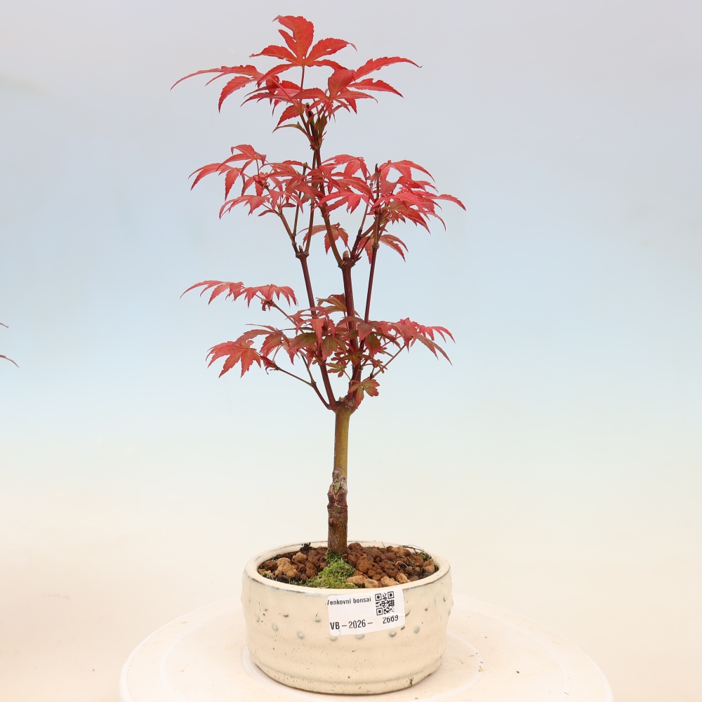 Outdoor bonsai - Acer palm. Atropurpureum-Javor palmate