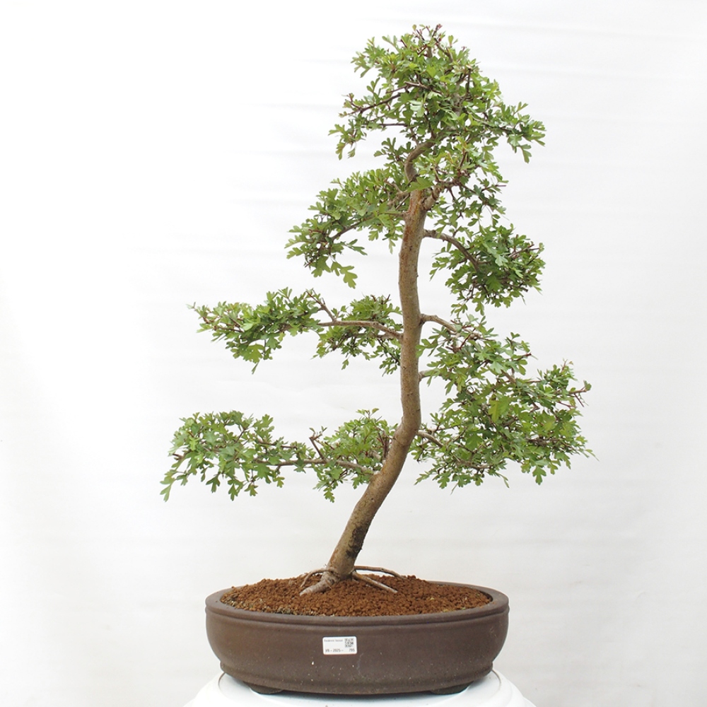 Outdoor bonsai - Hawthorn - Crataegus monogyna