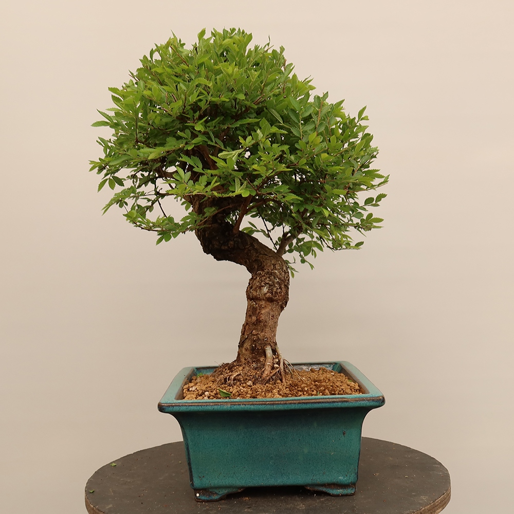 Outdoor bonsai - Zelkova - Zelkova NIRE